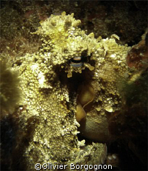 Octopus on a rock, isla malgrats - mallorca, with my ordi... by Olivier Borgognon 